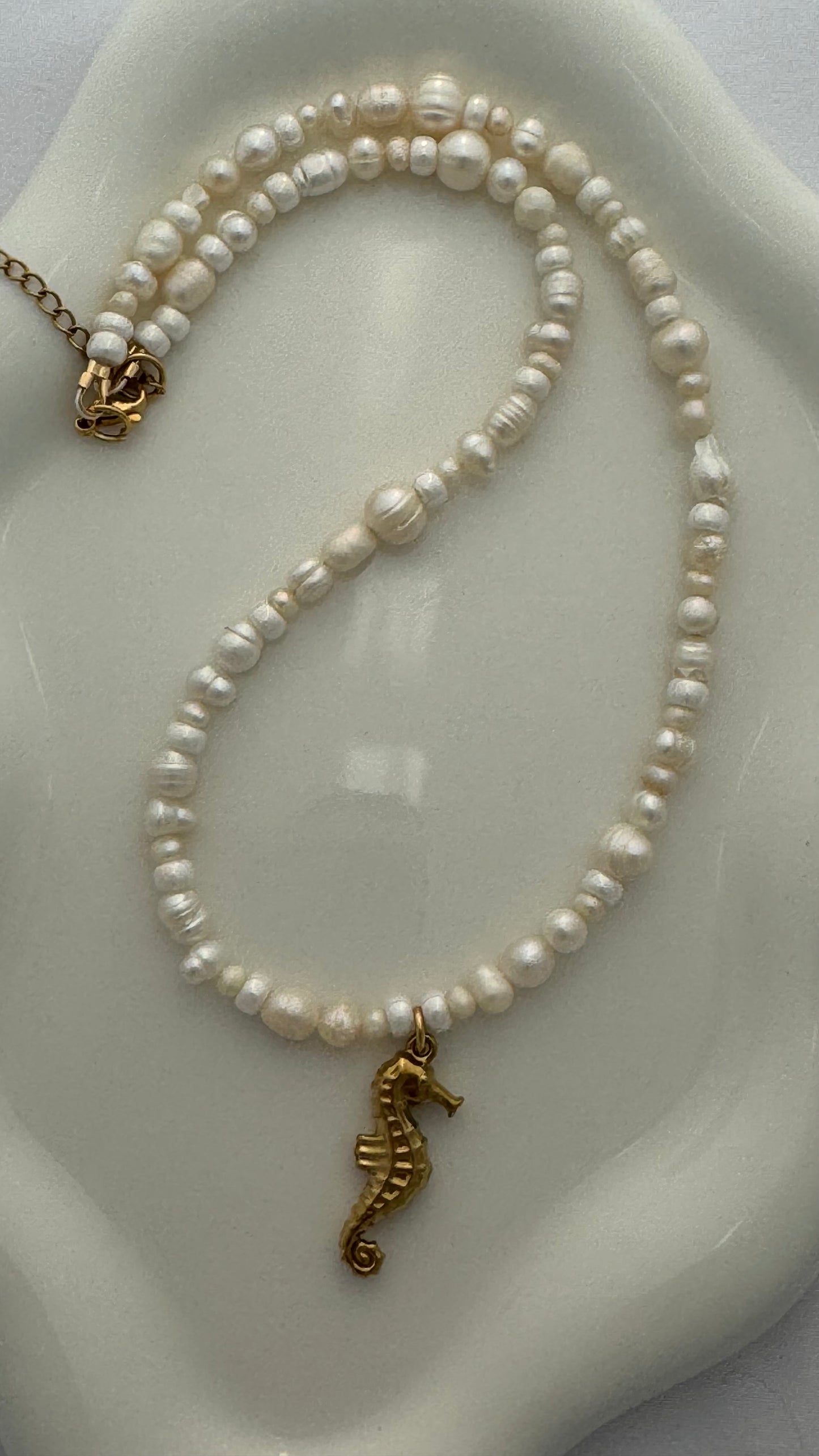 Caballito de Mar