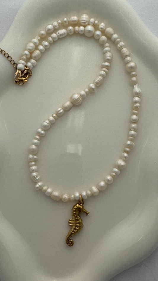 Caballito de Mar